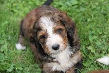 Bernedoodle Bliss - Holisticly Raised - Therapy Dog Readiness - Photo 4
