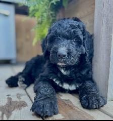 Bernedoodle Bliss - Holisticly Raised - Therapy Dog Readiness - Photo 5