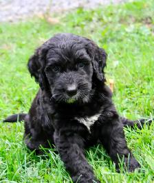 Bernedoodle Bliss - Holisticly Raised - Therapy Dog Readiness - Photo 6