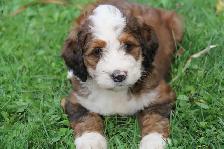 Bernedoodle Bliss - Holisticly Raised - Therapy Dog Readiness - Photo 7