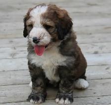 Bernedoodle Bliss - Holisticly Raised - Therapy Dog Readiness - Photo 8