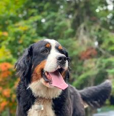 Bernedoodle Bliss - Holisticly Raised - Therapy Dog Readiness - Photo 9
