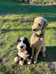 Bernedoodle Bliss - Holisticly Raised - Therapy Dog Readiness - Photo 10