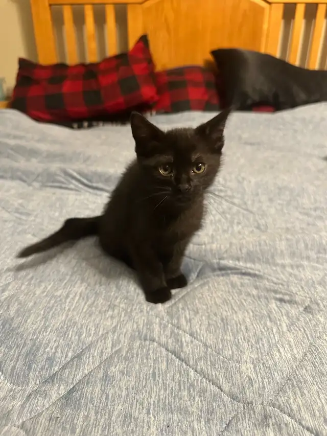 Adorable 10 week kitten!