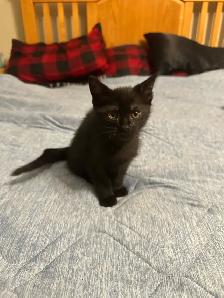 Adorable 10 week kitten!