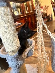Adorable 10 week kitten! - Photo 2