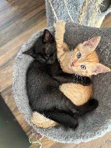 Adorable 10 week kitten! - Photo 3