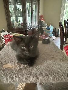 Adorable 10 week kitten! - Photo 4