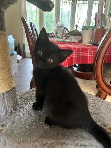 Adorable 10 week kitten! - Photo 5