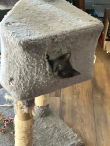 Adorable 10 week kitten! - Photo 6