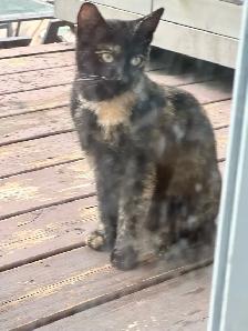 Young Tortoiseshell Kitten 5 Months