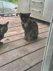 Young Tortoiseshell Kitten 5 Months - Photo 2