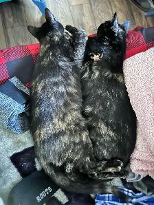 Young Tortoiseshell Kitten 5 Months - Photo 4