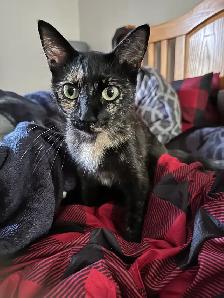Young Tortoiseshell Kitten 5 Months - Photo 5