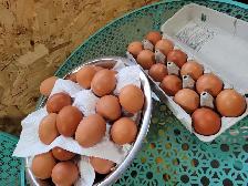 Farm Fresh Eggs - Photo 2