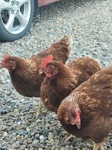 Farm Fresh Eggs - Photo 3