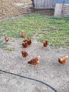 Farm Fresh Eggs - Photo 4