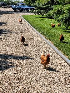 Farm Fresh Eggs - Photo 5