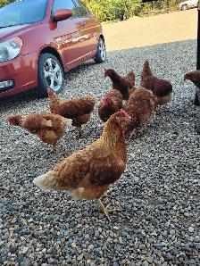 Farm Fresh Eggs - Photo 6