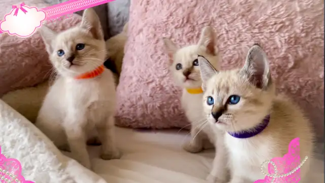 Magnifique chatons lynx point hypoallergenique / siamese kitten