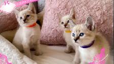 Magnifique chatons lynx point hypoallergenique / siamese kitten