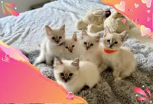 Magnifique chatons lynx point hypoallergenique / siamese kitten - Photo 3