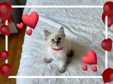 Magnifique chatons lynx point hypoallergenique / siamese kitten - Photo 4
