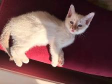 Magnifique chatons lynx point hypoallergenique / siamese kitten - Photo 5
