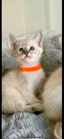 Magnifique chatons lynx point hypoallergenique / siamese kitten - Photo 7