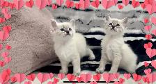 Magnifique chatons lynx point hypoallergenique / siamese kitten - Photo 8