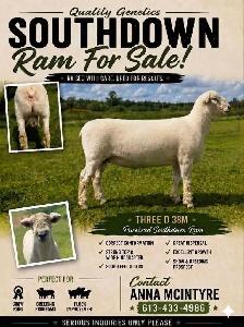 Southdown Ram - 2 year old