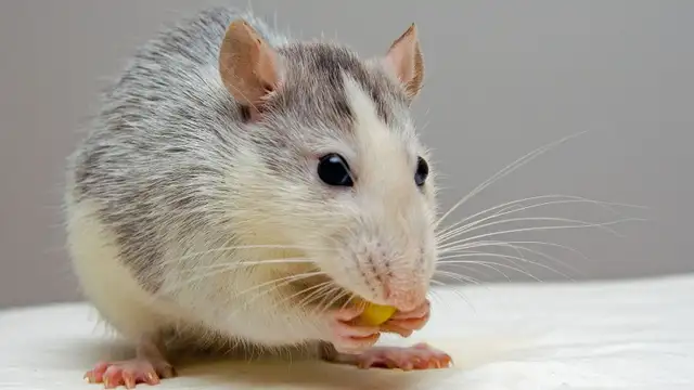 Looking for rat feeders