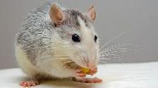 Looking for rat feeders