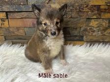 chiots berger shetland (miniature)