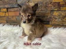 chiots berger shetland (miniature) - Photo 2