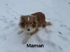 chiots berger shetland (miniature) - Photo 4