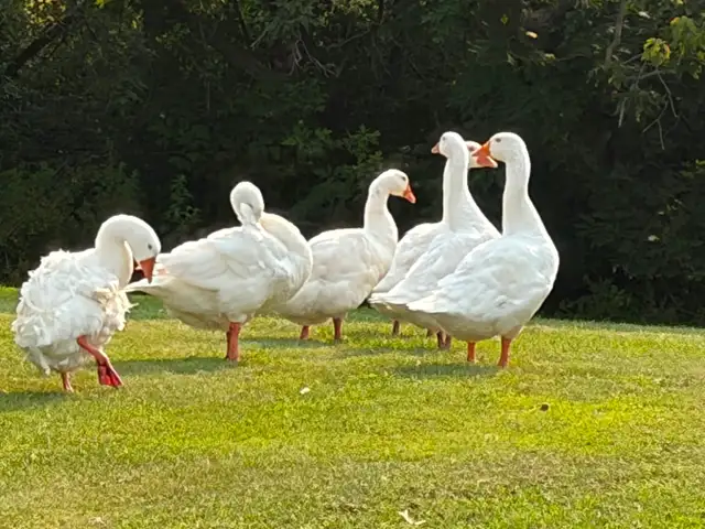 Embden geese/gander for sale