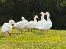 Embden geese/gander for sale