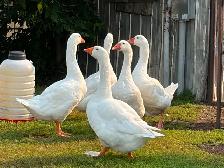Embden geese/gander for sale - Photo 2