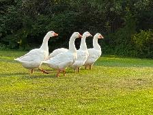 Embden geese/gander for sale - Photo 3