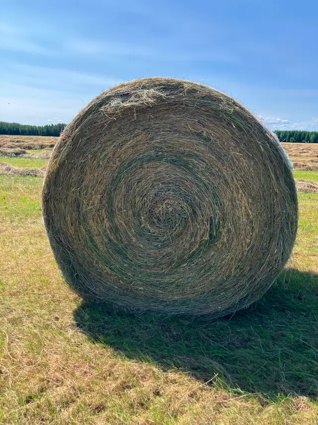 Hay for Sale
