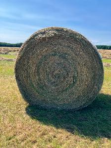 Hay for Sale