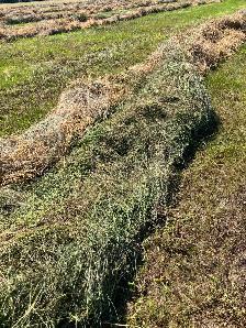 Hay for Sale - Photo 3
