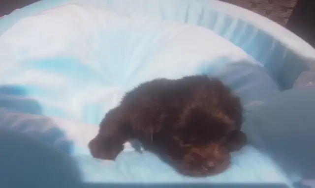 Puppy to rehome