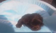 Puppy to rehome