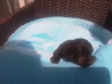 Puppy to rehome - Photo 2