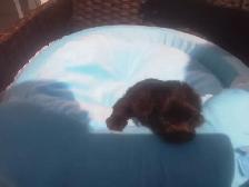 Puppy to rehome - Photo 3