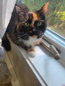 Chatte despagne  poile long - Photo 2