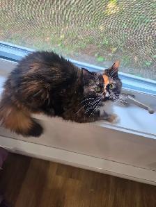 Chatte despagne  poile long - Photo 3