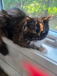 Chatte despagne  poile long - Photo 4